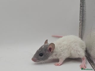 Rat rodents Deansfield Rattery - Rex, Dumbo, Double Rex - Advert 10