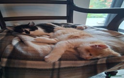 Mixed Breed cats for sale: Gorgeous Chunky Kittens  - Image 24