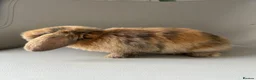 Mini Lion Lop rabbits for sale: Lion head/ mini lop baby's  - Advert 7