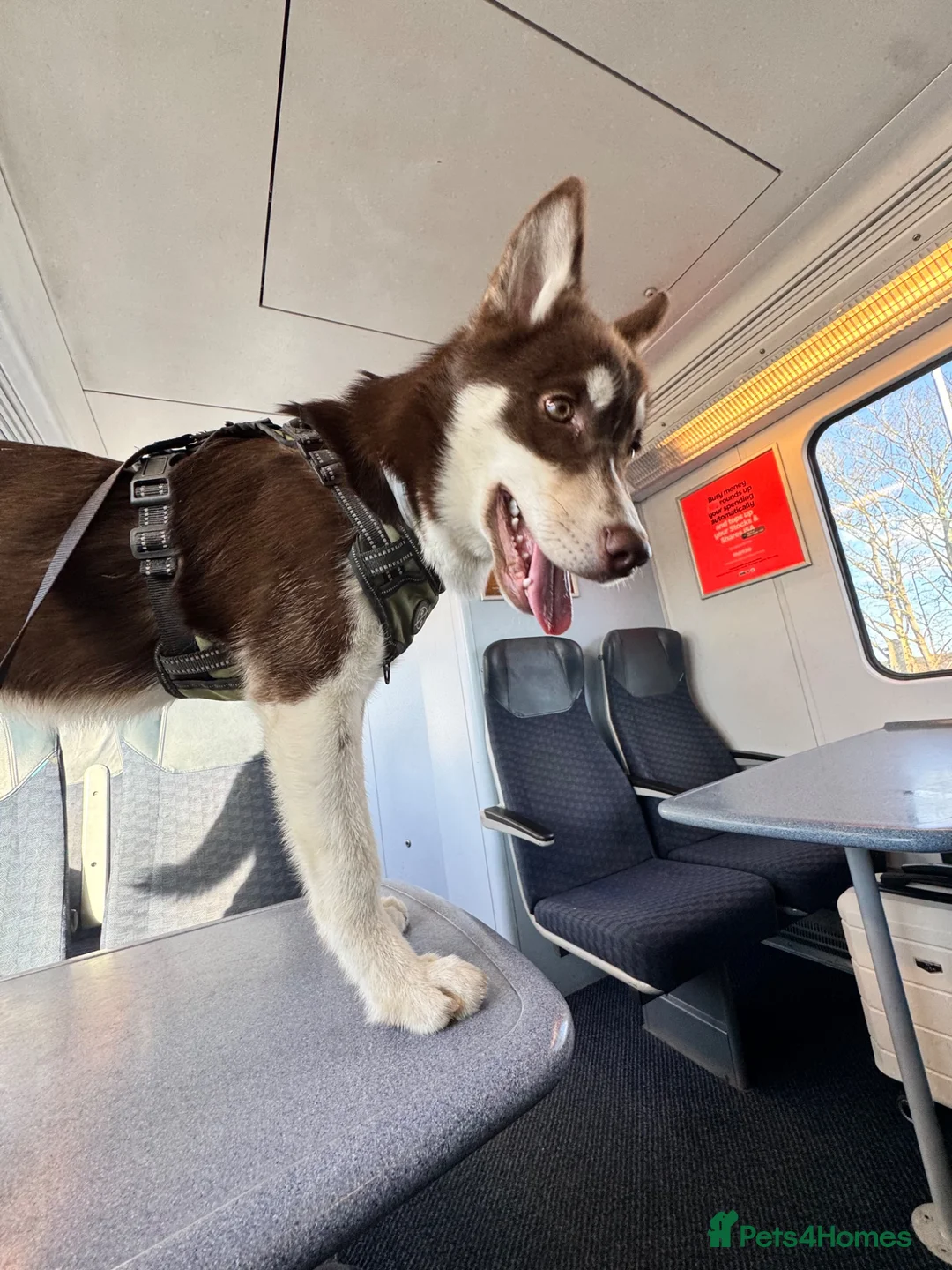 Siberian Husky dogs for sale: Brown Siberian husky😍 in Southampton - Advert 2
