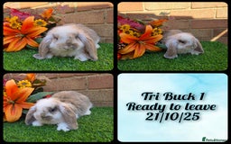 French Lop rabbits for sale: Fully Pedigree French Lops - Image 1