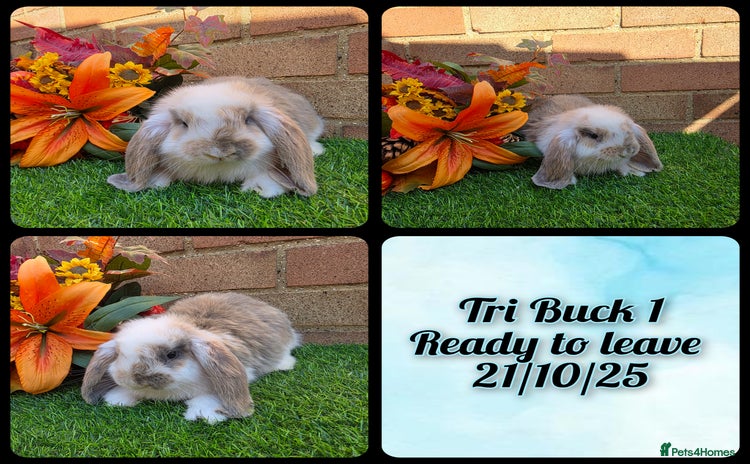 French Lop rabbits - Advert 15