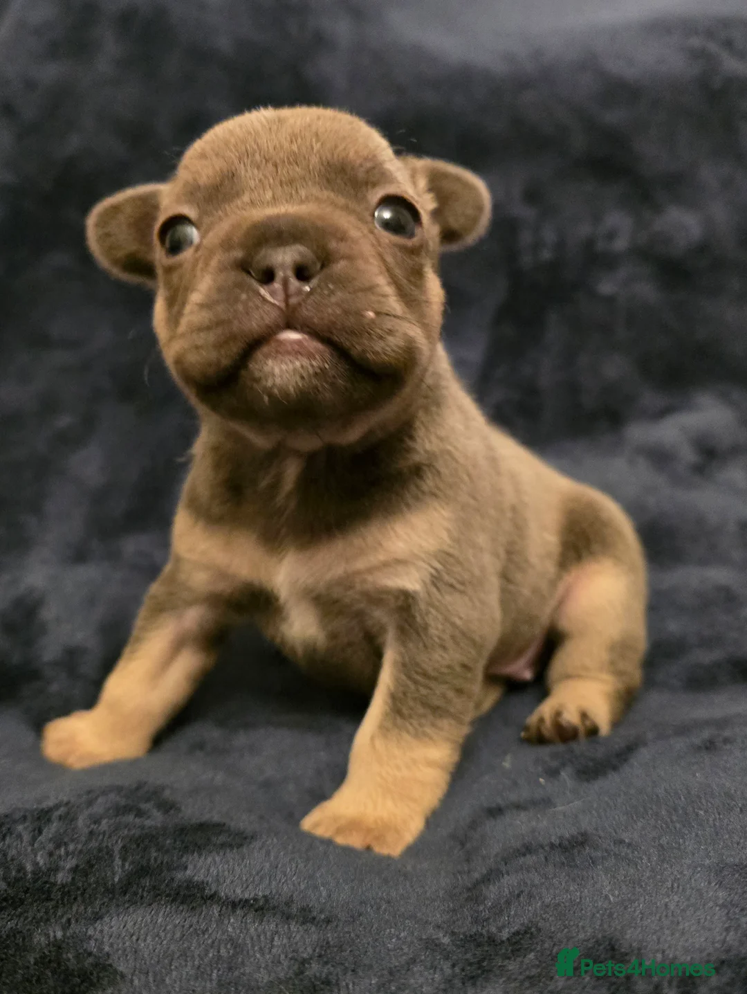 French Bulldog dogs for sale: Chunky Frenchie Puppies  - Advert 20