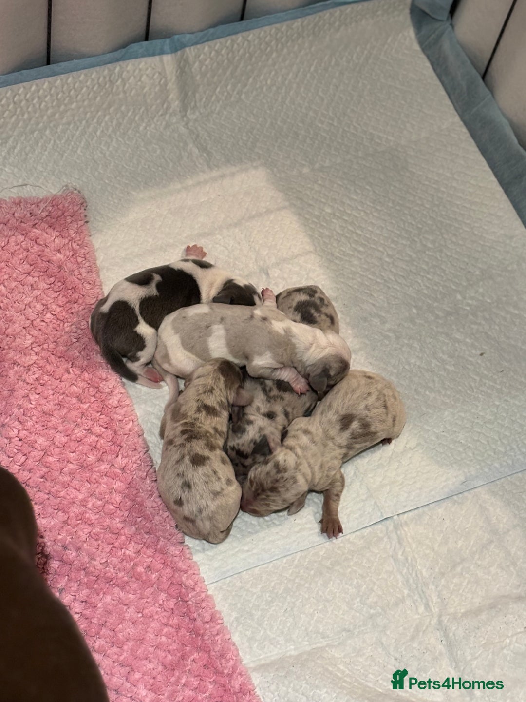 Dachshund dogs for sale: Miniature dashaund - Advert 2