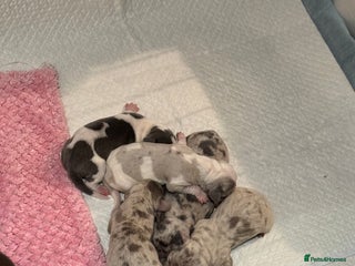 Dachshund dogs Miniature dashaund - Advert 7