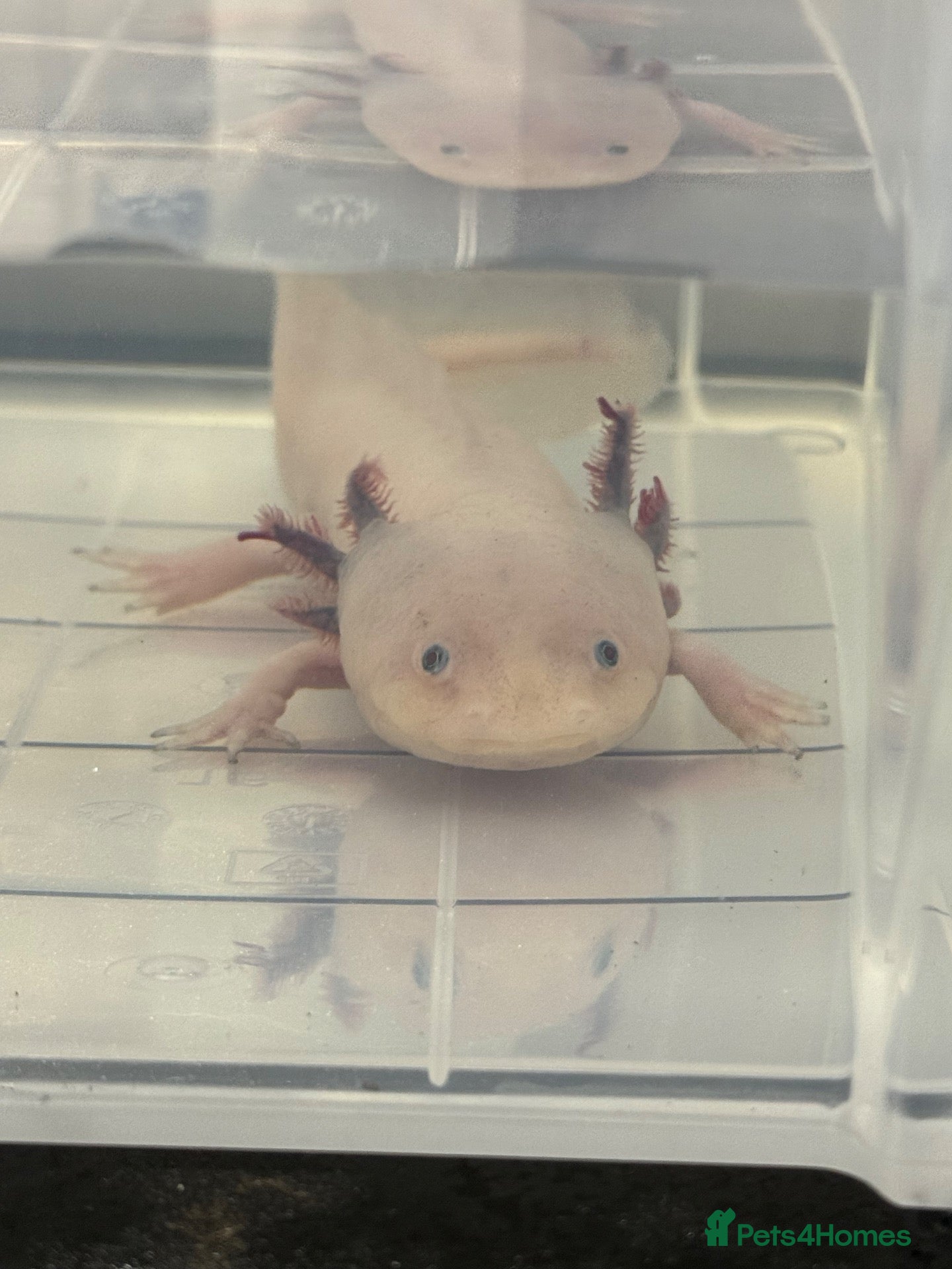Axolotl reptiles Axolotls male and female - Advert 23
