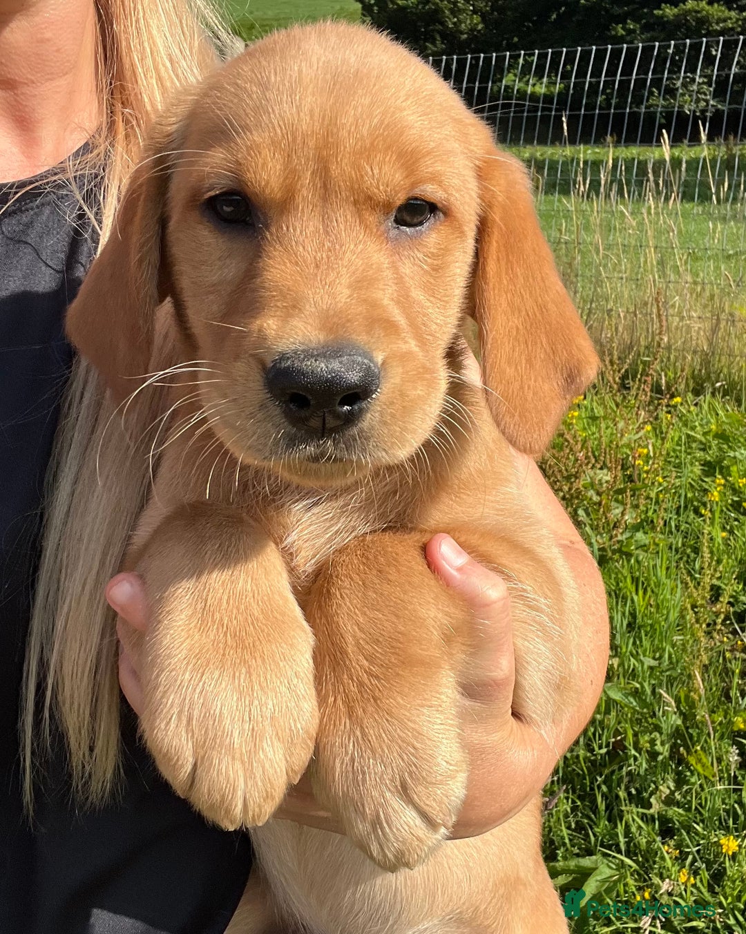 Goldador dogs for sale: Beautiful Chunky Goldador Puppies - Image 2
