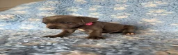 Staffordshire Bull Terrier dogs for sale: Blue Staffy Puppies in Peterborough - Advert 21