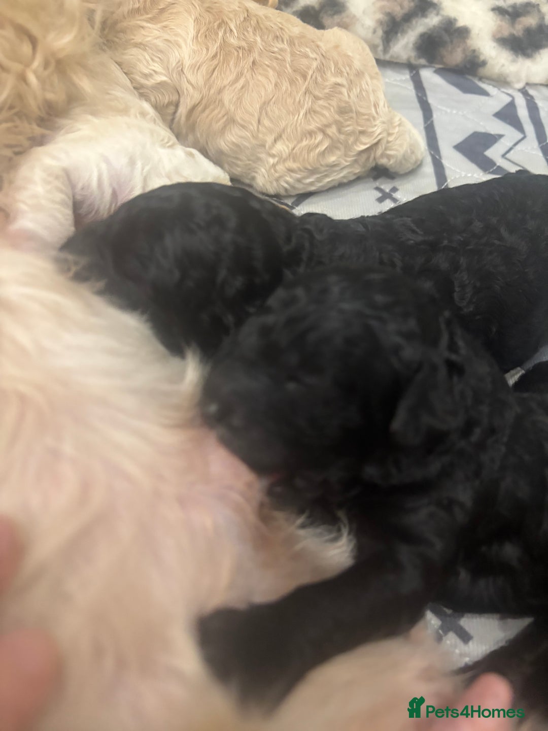 Cavapoo dogs for sale: Beautiful F1bb cavapoo pups - Image 19