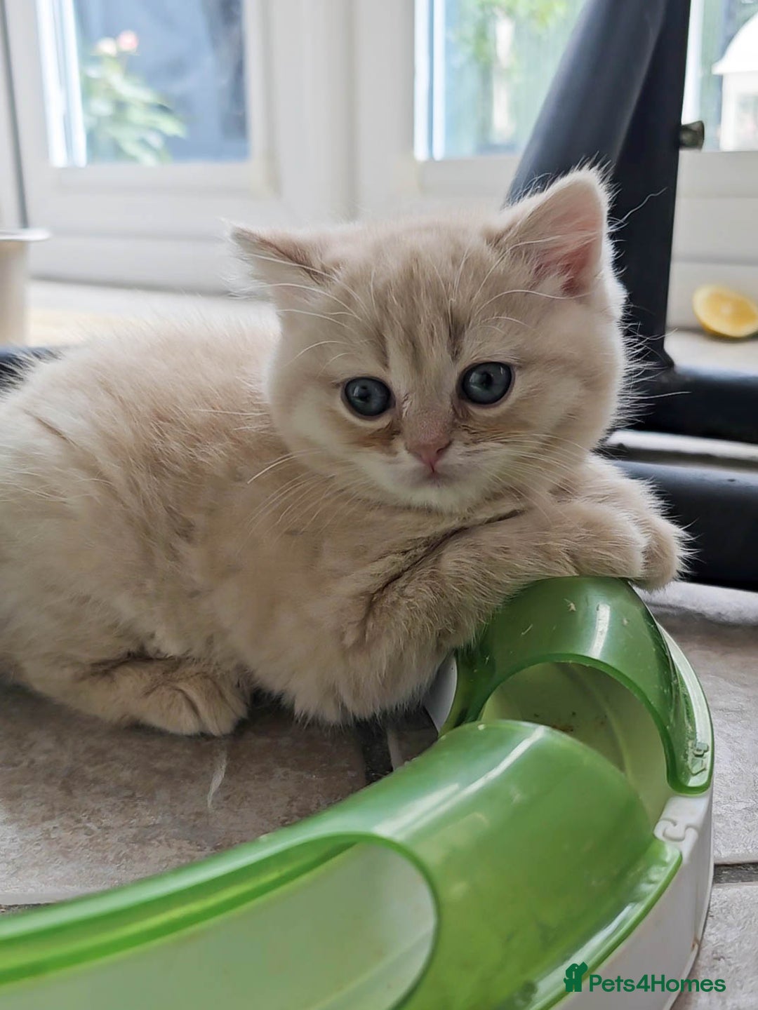 British Shorthair cats for sale: Rare Cream Kitten Ready For New Home - Image 7