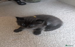 Maine Coon cats for sale: Kittens for sale - Image 16