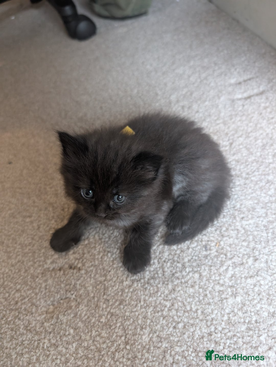 Maine Coon cats for sale: Kittens for sale - Image 16
