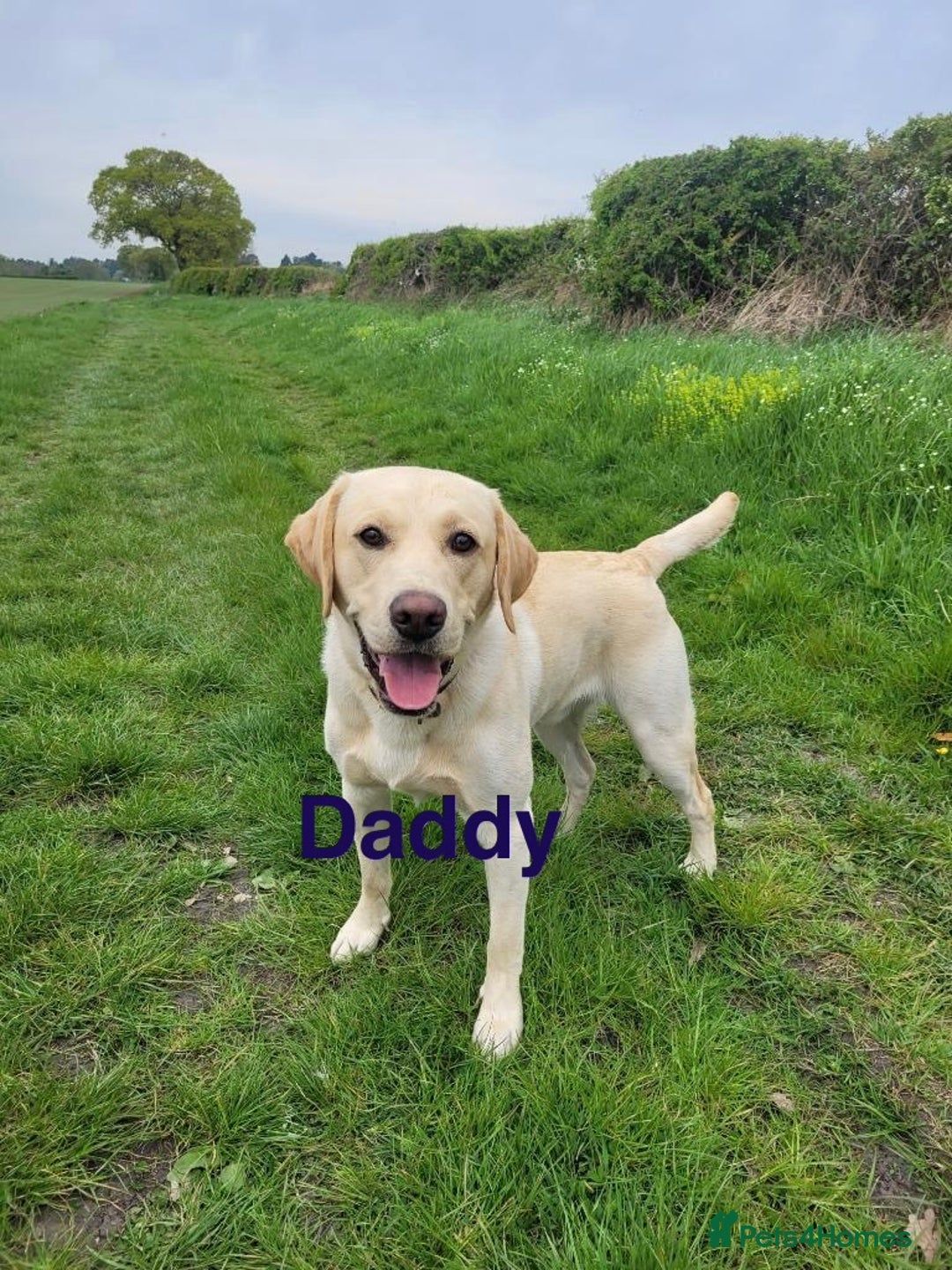 Labrador Retriever dogs for sale: Beautiful Labrador Puppies - family breeder  - Image 7