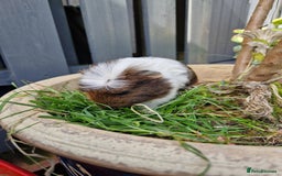 Guinea Pig rodents for sale: Handsome crested agouti shelte breed  - Image 4