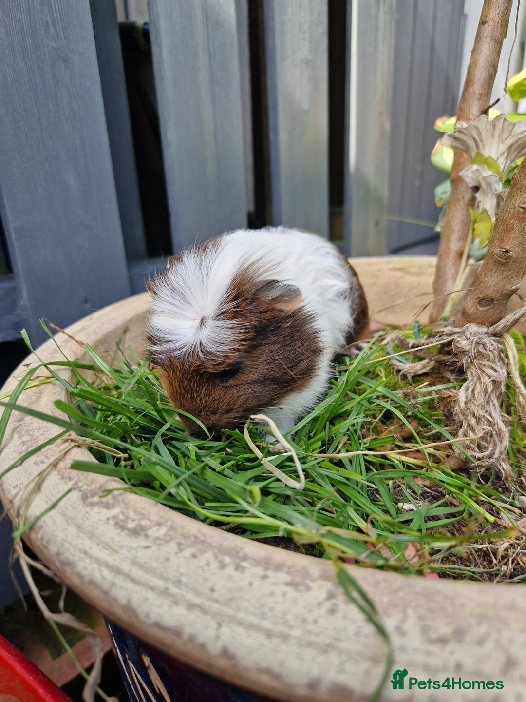 Guinea Pig rodents for sale: Handsome crested agouti shelte breed  - Image 4