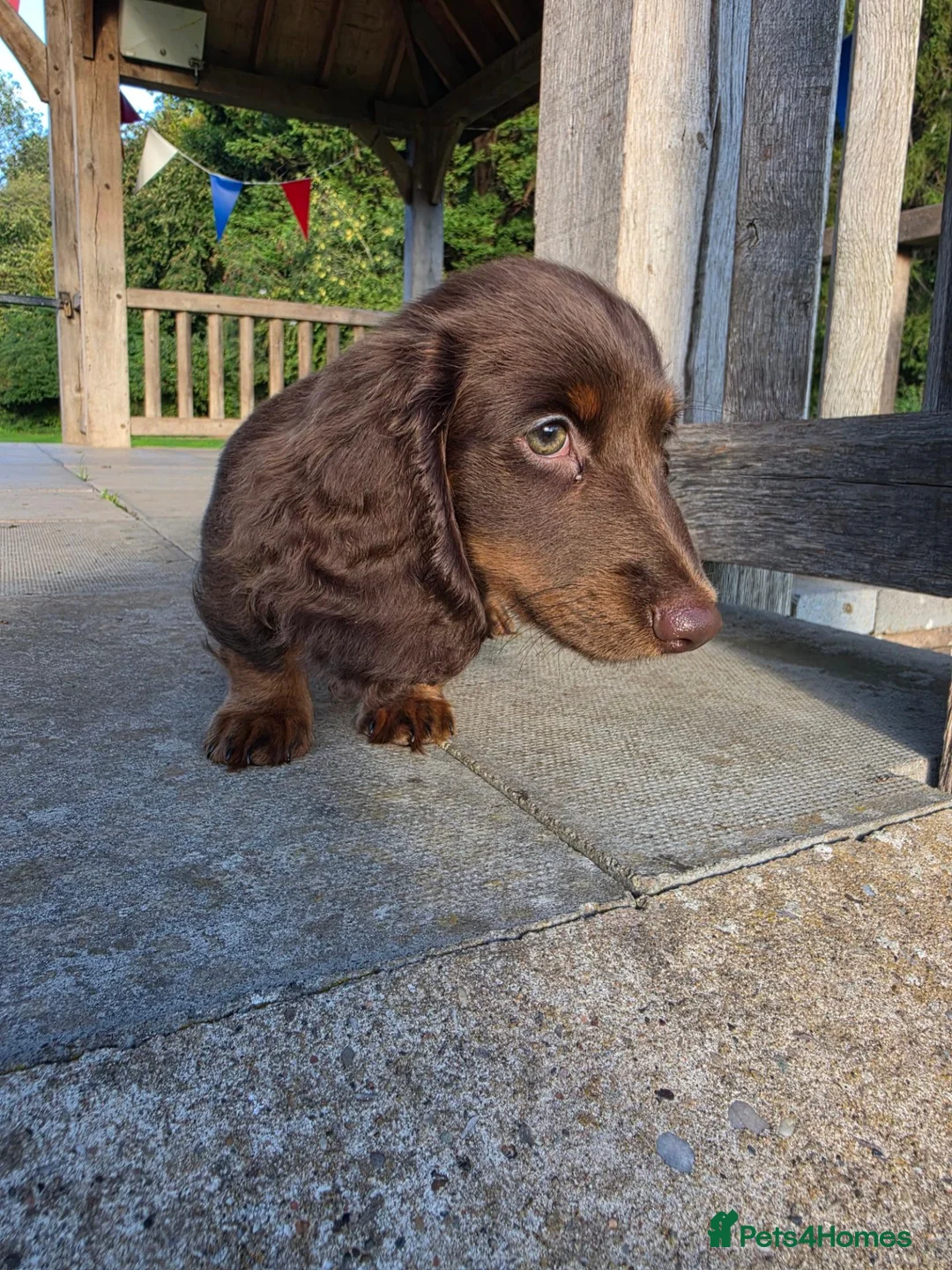 Miniature Dachshund dogs for sale: Fully vaccinated, Long Haired Miniature Dachshund  - Advert 1