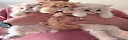 Mixed Breed cats for sale: Beautiful Persian cross kittens  - Advert 2