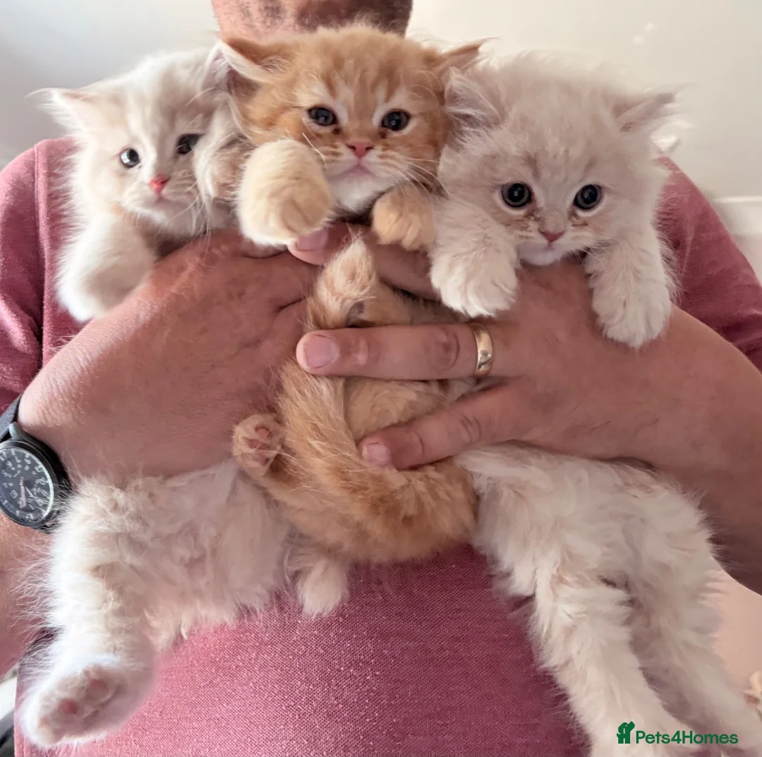 Mixed Breed cats for sale: Beautiful Persian cross kittens  - Advert 2