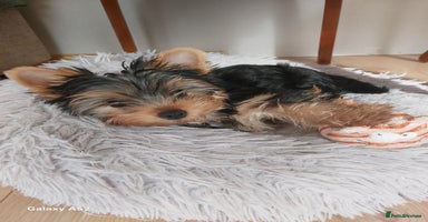 Yorkshire Terrier dogs in Wellingborough - Advert 11
