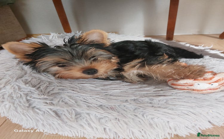 Yorkshire Terrier dogs in Wellingborough - Advert 1