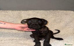 Cane Corso dogs for sale: Beautiful Litter Of Cane Corso Puppys - Image 13