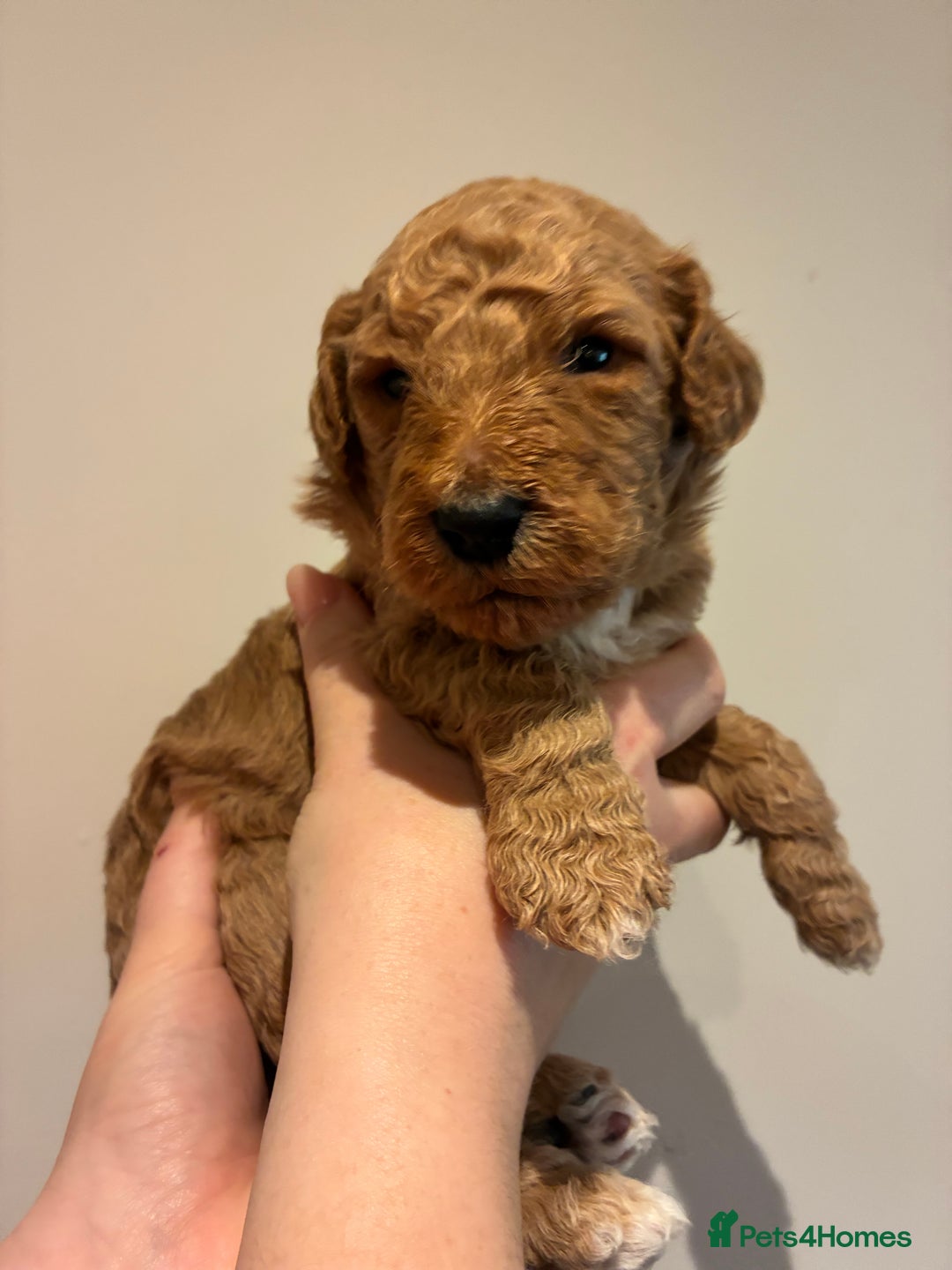 Standard Poodle dogs for sale: Beautiful KC Registered Standard Poodle Puppies - Image 12