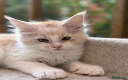 Maine Coon cats for sale: Wonderful Maine Coon Boys from the Grand Champion  - Image 2