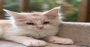 Maine Coon cats - Advert 2