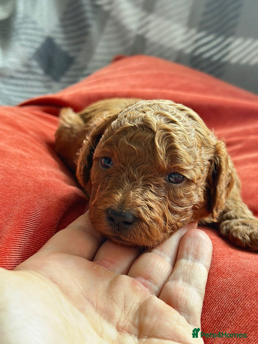 Mixed Breed dogs for sale: Poochon x Maltipoo puppies - Image 6