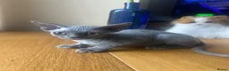 Devon Rex cats for sale:  Pedigree Devon Rex Kittens. Pet Homes Only  - Advert 18