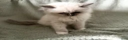 Ragdoll cats for sale: Beautiful pure ragdolls  - Advert 25