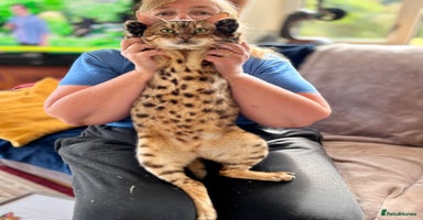 Bengal cats - Advert 8