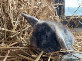 Mini Lop rabbits - Advert 9