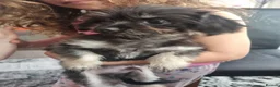 Mixed Breed dogs for sale: Mini Yorkshire  in Huddersfield - Advert 4