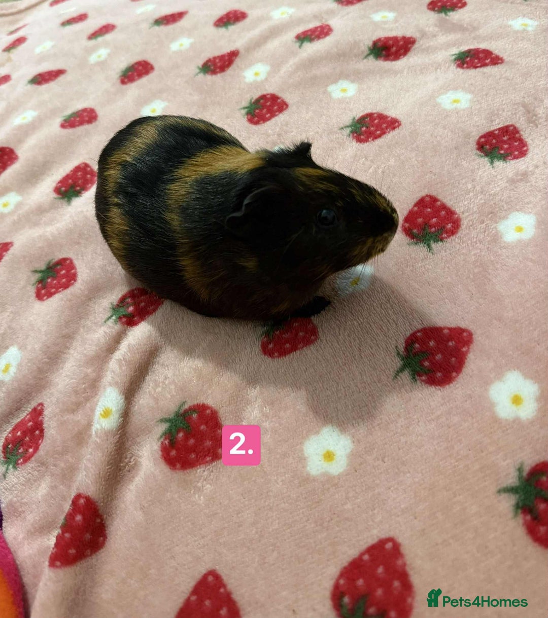 Guinea Pig rodents for sale: Baby guinea pigs for sale girls and boys  - Advert 2