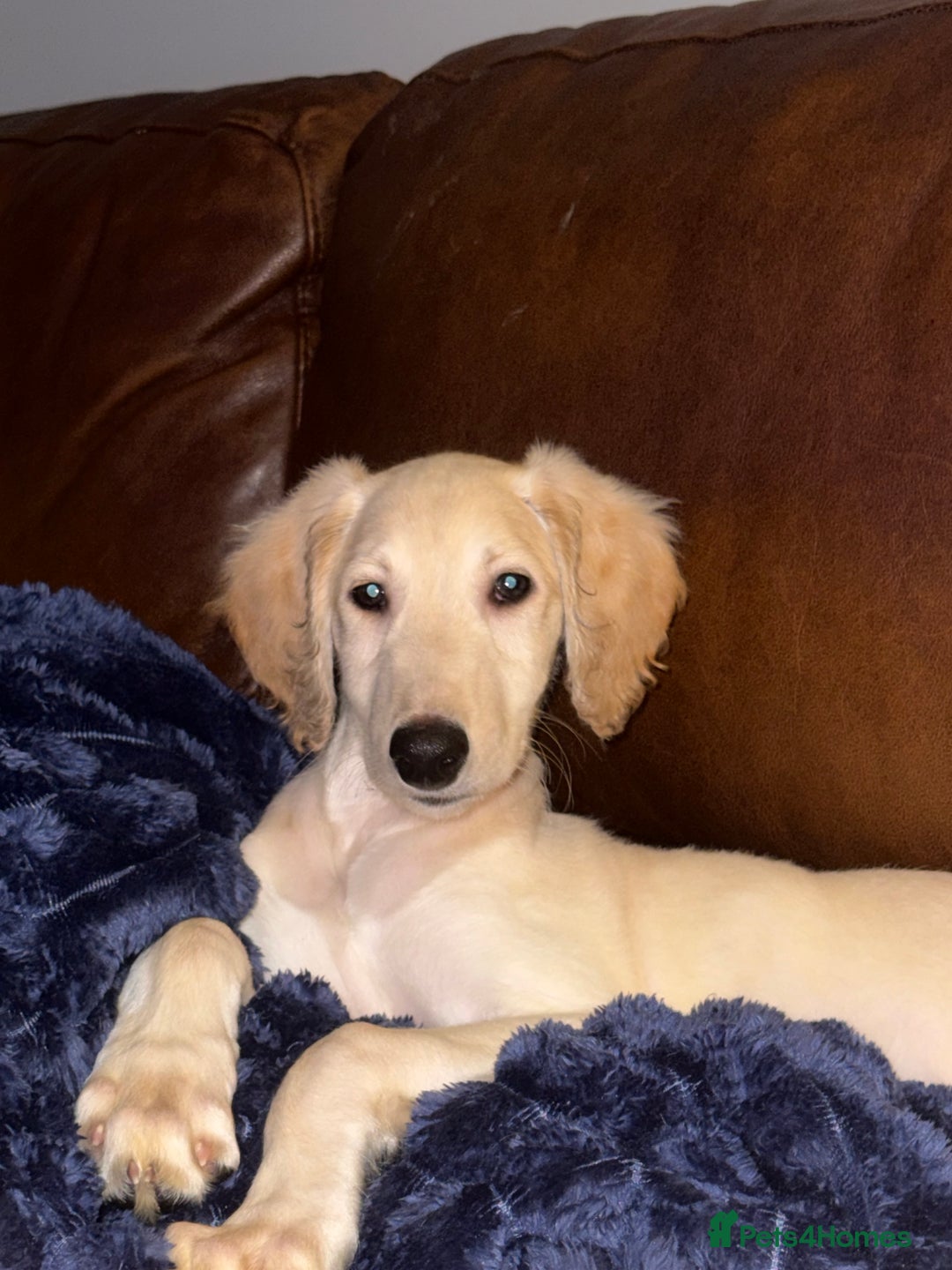 Saluki dogs for sale: Saluki 2 big boys left reduced £ - Advert 16