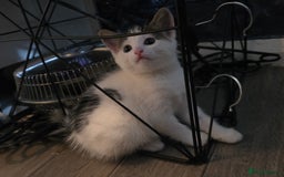 Mixed Breed cats for sale: Kittens  - Image 5