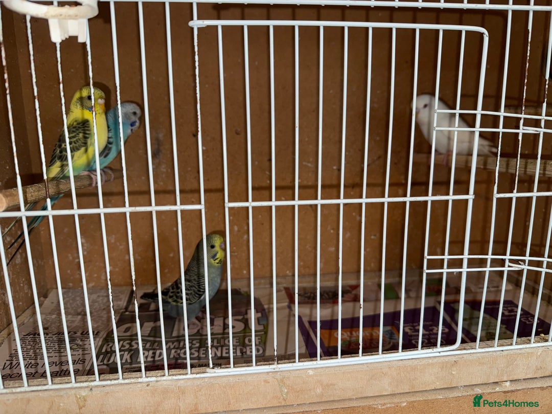 Cockatiels birds for sale: Baby budgies  - Advert 2