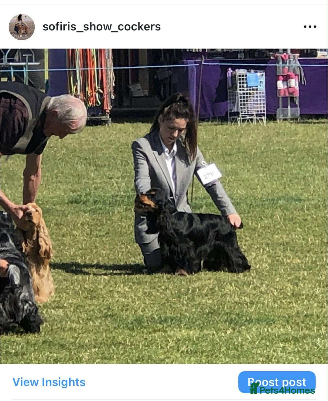 Cocker Spaniel dogs for stud: 100% show import stud - Advert 10