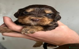Cocker Spaniel dogs for sale: Beautiful KC Registered Cocker Spaniel Puppies 🐶  - Image 6