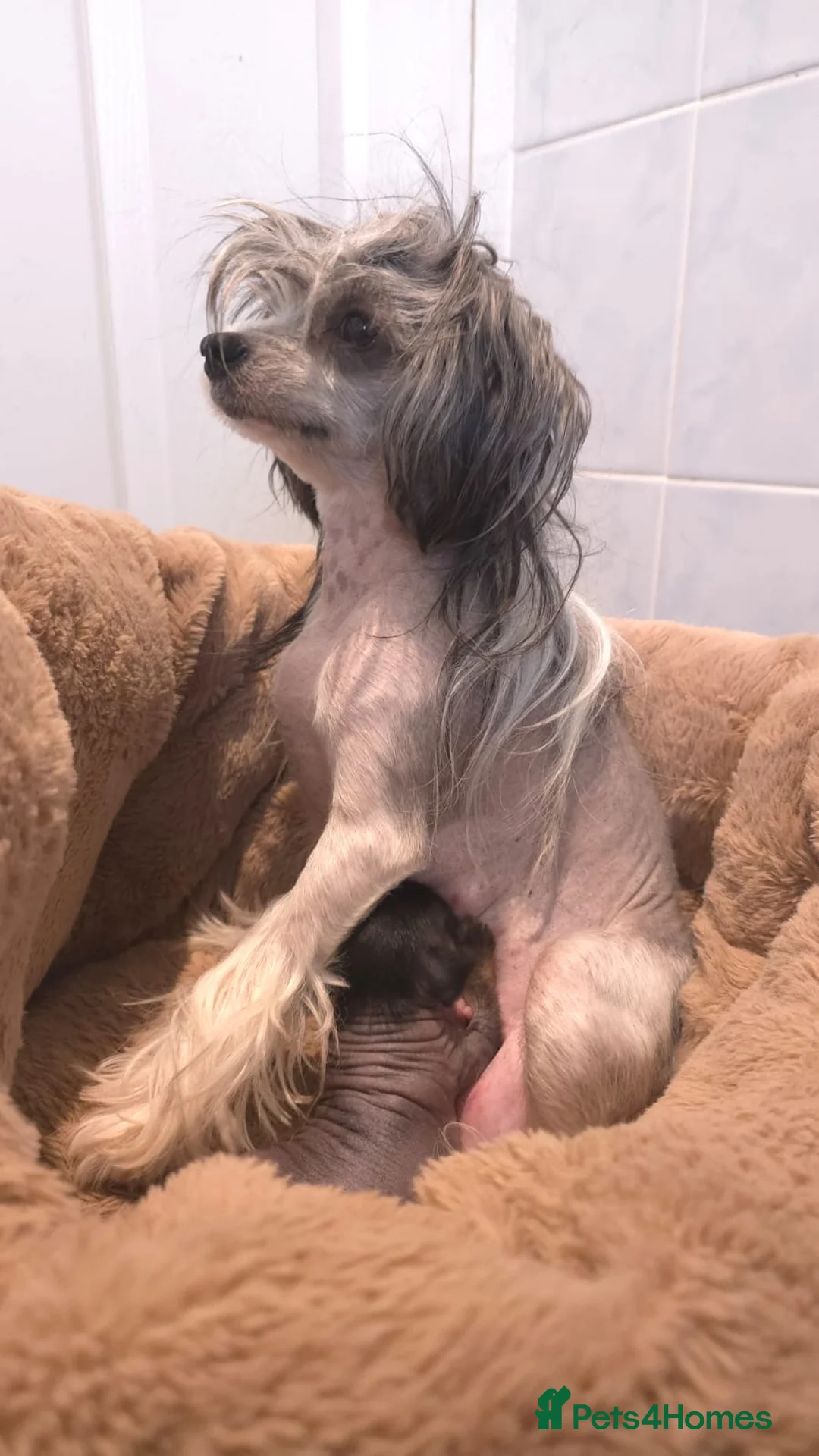 Chinese Crested dogs for sale: 💙💖Stunning Chinese crested ready now💖💙 - Advert 10