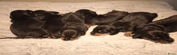 Dachshund dogs for sale: Dachshund puppies  in Corwen - Advert 4