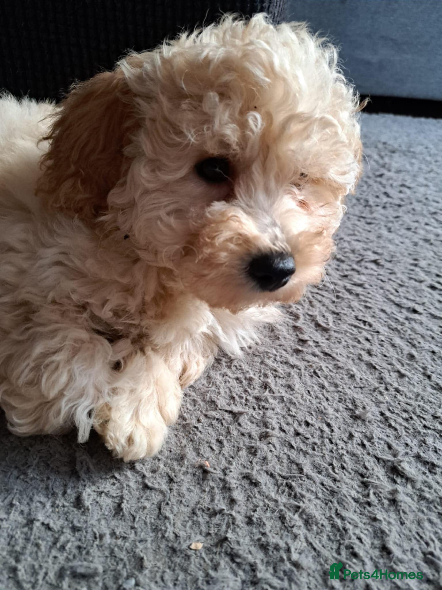 Poochon dogs Poochon Puppies - Advert 1