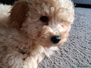 Poochon dogs Poochon Puppies - Advert 2