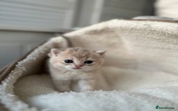 British Shorthair cats for sale: British Shorthair Golden & Bluegolden kitten GCCF - Image 20