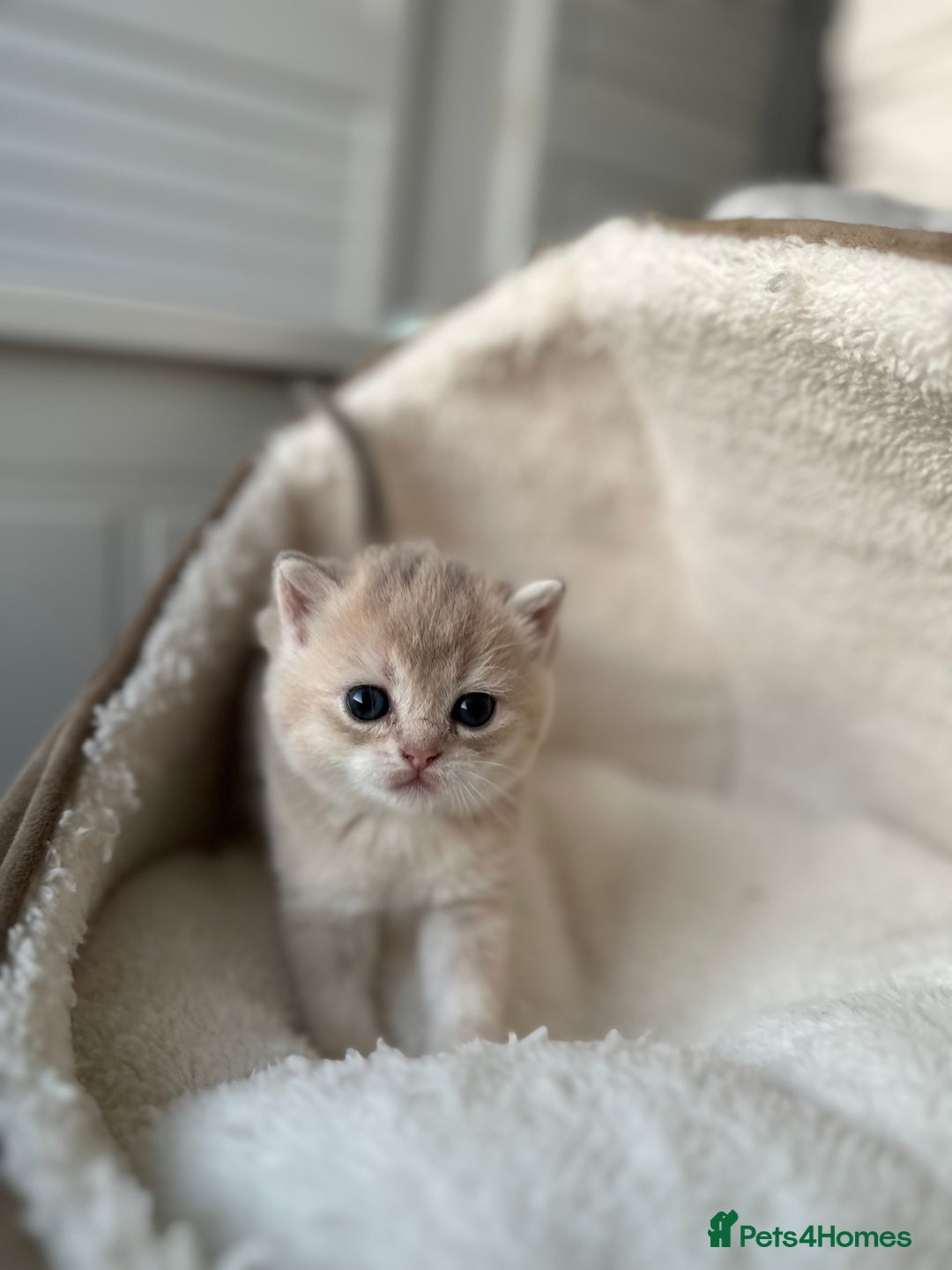 British Shorthair cats for sale: British Shorthair Golden & Bluegolden kitten GCCF - Image 20