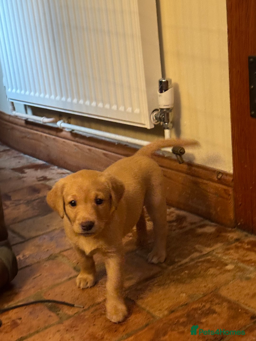Labrador Retriever dogs for sale: 6 Pedigree Fox Red Labrador Puppies - Image 30