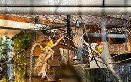 Finches birds for sale: Lots of different types of finches,DOVE PAIR  - Image 8