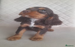 Cocker Spaniel dogs for sale: Beautiful cocker spaniel puppy’s  - Advert 10