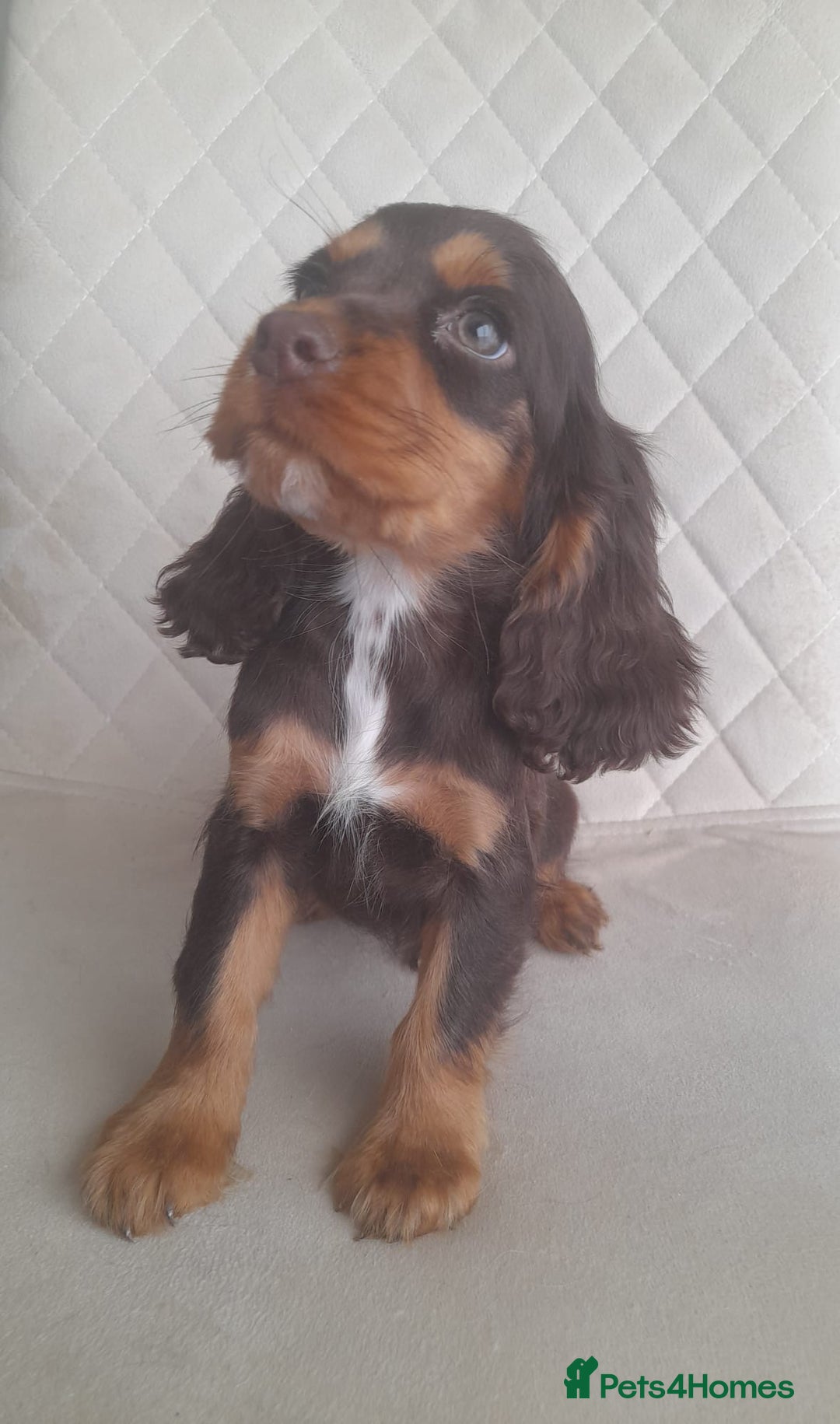 Cocker Spaniel dogs for sale: Beautiful cocker spaniel puppy’s  - Advert 10